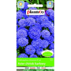 Aster-ch.karłowy-niebieski--1g-ST/Pl
